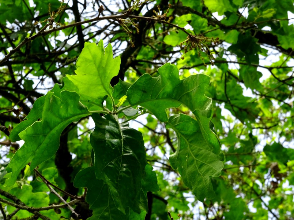 DSC06804 