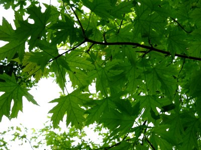 Feuilles de l'Erable argenté ou lacinié, Acer Saccharinum … 