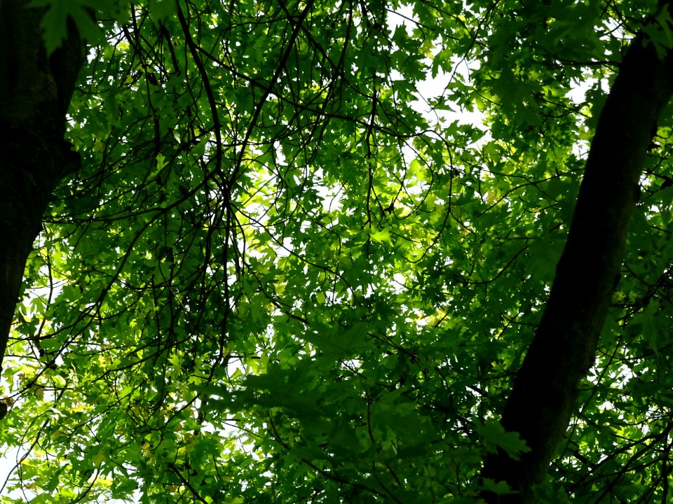 Feuilles de l'Erable argenté ou lacinié, Acer Saccharinum … 