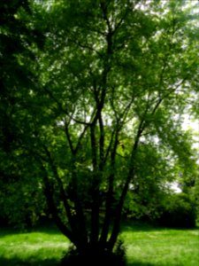 Erable argenté ou lacinié, Acer Saccharinum 'Laciniatum Wi… 