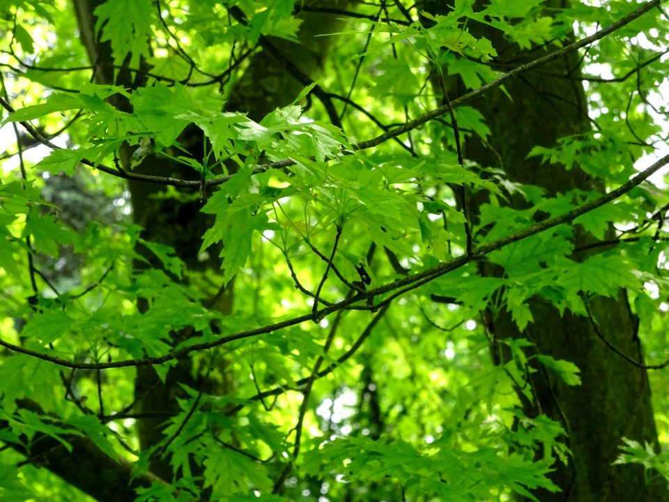 Feuilles de l'Erable argenté ou lacinié, Acer Saccharinum … 