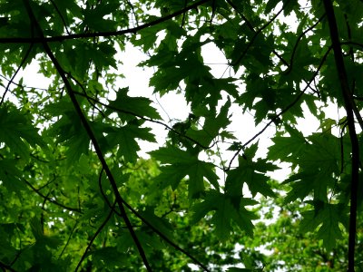Feuilles de l'Erable argenté ou lacinié, Acer Saccharinum … 