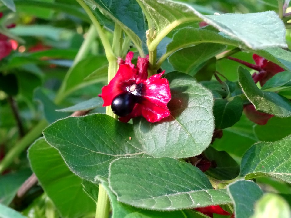 Feuilles, fleurs rouges et baies bleutées de l'Arbre du cl… 