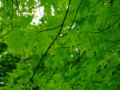 Feuilles de l'Erable argenté ou lacinié, Acer Saccharinum … 