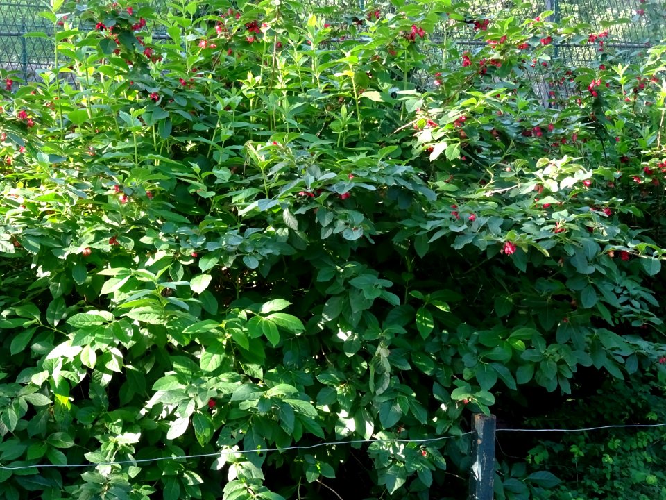 Arbre du clergé, Clerodendrum trichotomum, Verbénacées 
