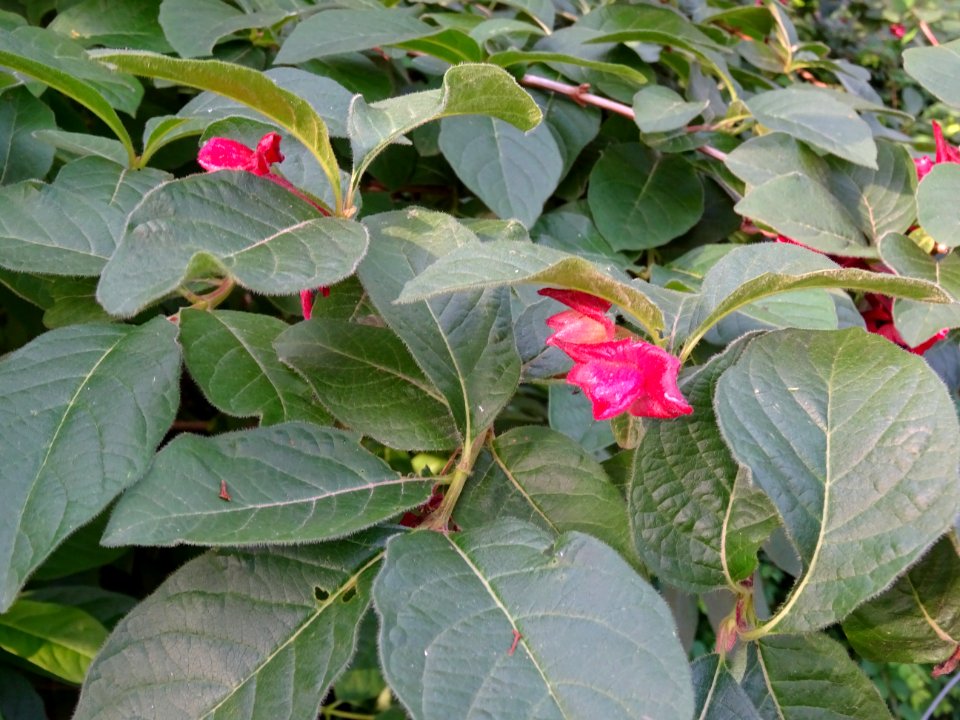 Feuilles, fleurs rouges et baies bleutées de l'Arbre du cl… 