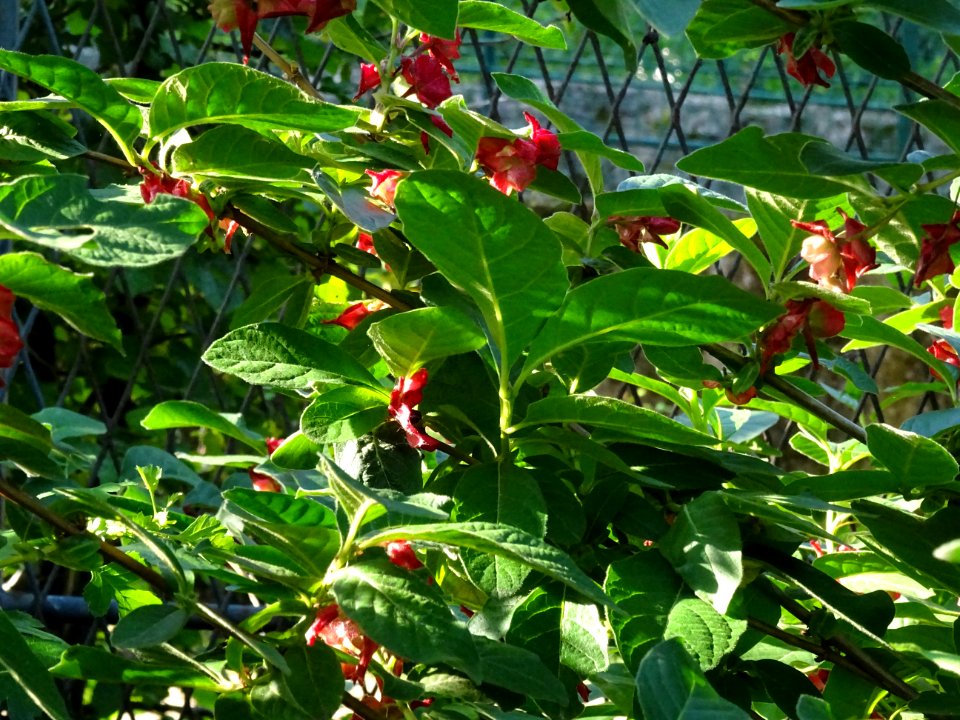 Feuilles, fleurs rouges et baies bleutées de l'Arbre du cl… 