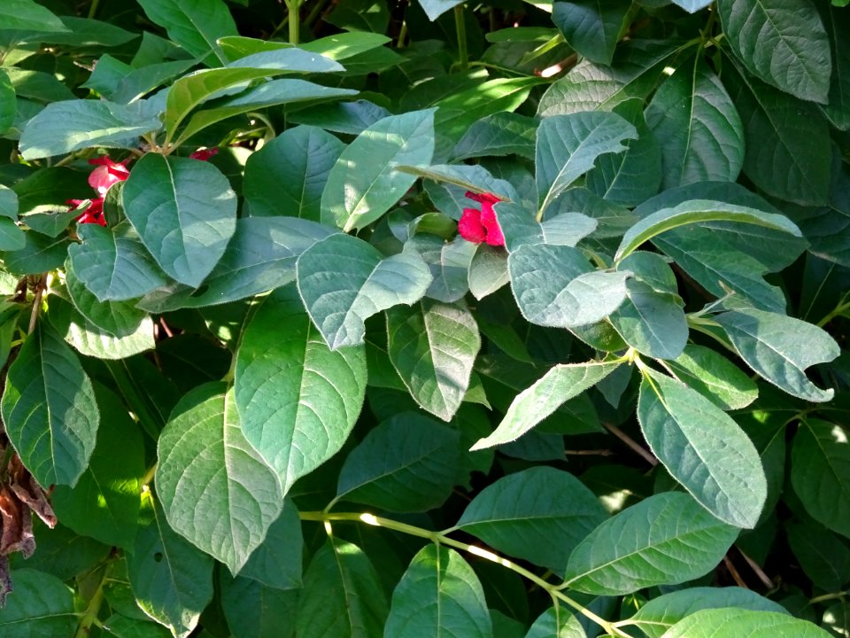 Feuilles, fleurs rouges et baies bleutées de l'Arbre du cl… 