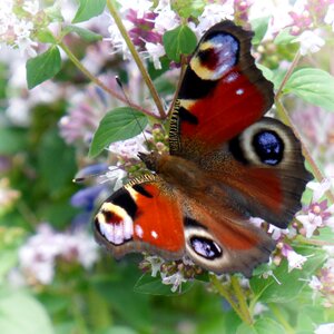 Butterfly peacock butterfly flowers