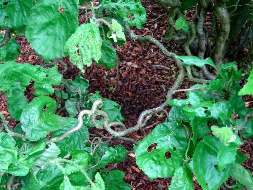 Noisetier tortueux, Corylus avellana contorta, Betulacées 