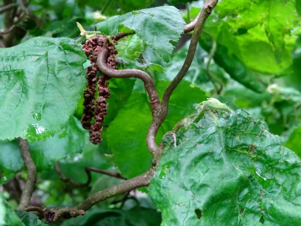 Châton mâle du Noisetier tortueux, Corylus avellana contor… 