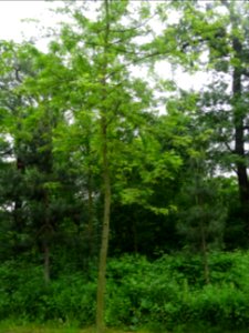 Erable argenté ou lacinié, Acer Saccharinum 'Laciniatum Wi… 