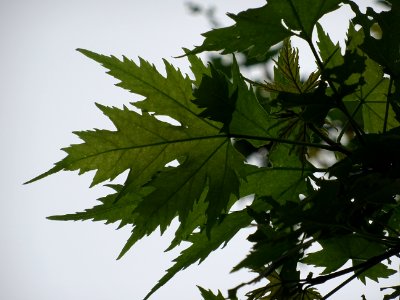 Feuilles de l'Erable argenté ou lacinié, Acer Saccharinum … 