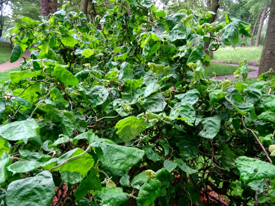 Noisetier tortueux, Corylus avellana contorta, Betulacées 