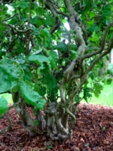 Noisetier tortueux, Corylus avellana contorta, Betulacées 