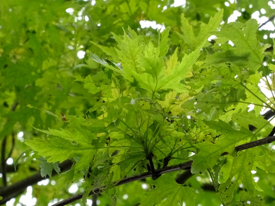 Feuilles de l'Erable argenté ou lacinié, Acer Saccharinum … 