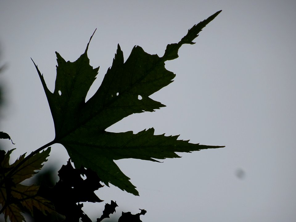 Feuilles de l'Erable argenté ou lacinié, Acer Saccharinum … 
