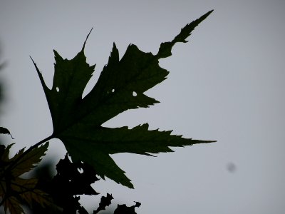 Feuilles de l'Erable argenté ou lacinié, Acer Saccharinum … 
