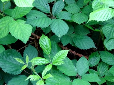 Feuilles de la Ronce commune, Rubus fruticosus, Rosacées 