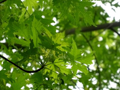 Feuilles de l'Erable argenté ou lacinié, Acer Saccharinum … 