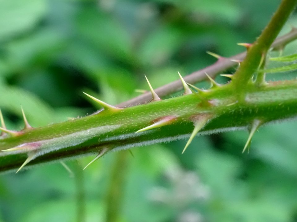 Tige avec piquant de la Ronce commune, Rubus fruticosus, R… 