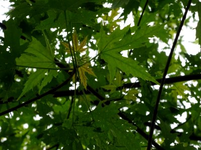 Feuilles de l'Erable argenté ou lacinié, Acer Saccharinum … 