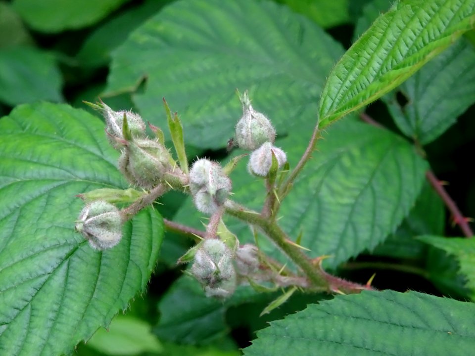 Fleurs en bouton de la Ronce commune, Rubus fruticosus, Ro… 
