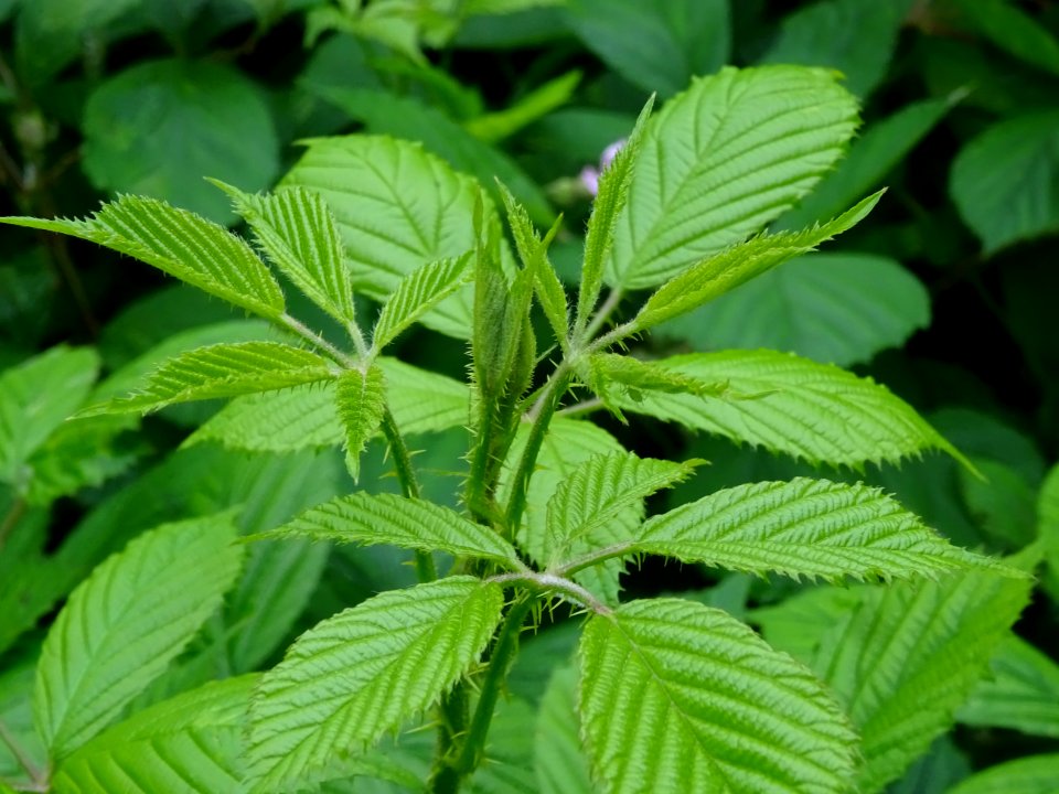Feuilles de la Ronce commune, Rubus fruticosus, Rosacées 