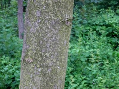Tronc de l'Erable argenté ou lacinié, Acer Saccharinum 'La… 