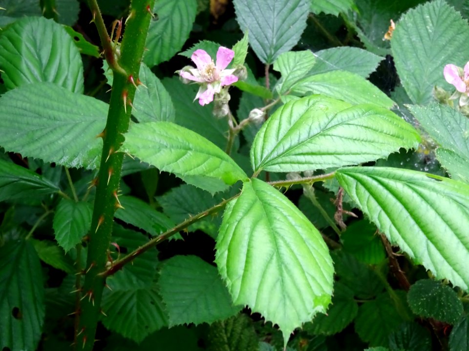 Tige avec piquants de la Ronce commune, Rubus fruticosus, … 