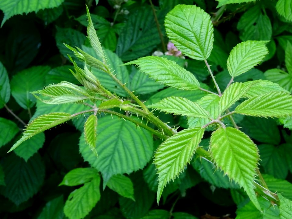 Feuilles de la Ronce commune, Rubus fruticosus, Rosacées 