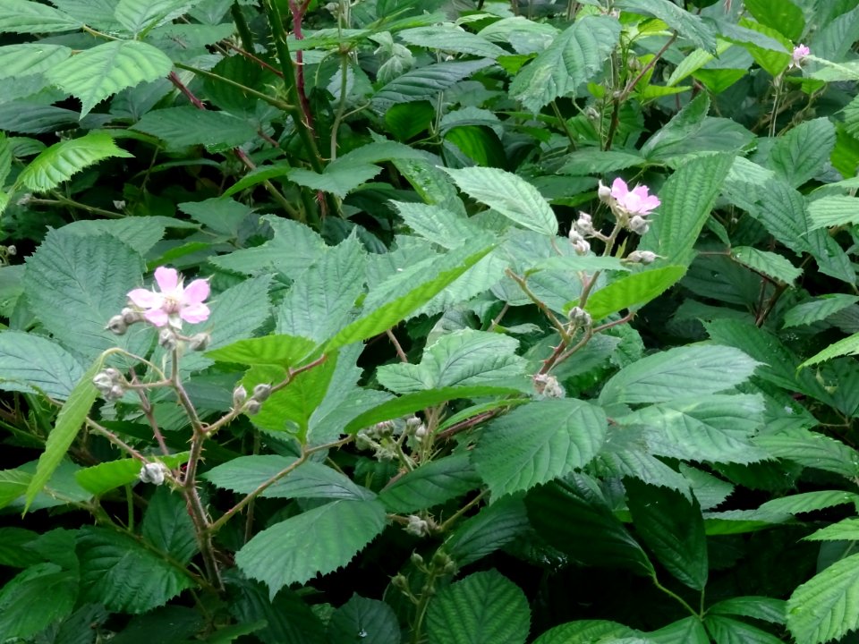 Fleurs de la Ronce commune, Rubus fruticosus, Rosacées 