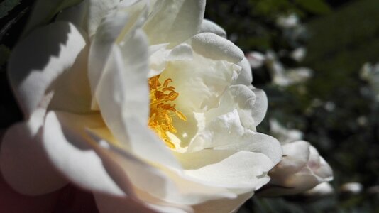 White flower summer flower garden