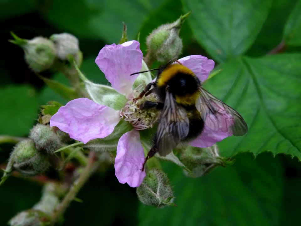 Un bourdon sur une fleur de la Ronce commune, Rubus frutic… 