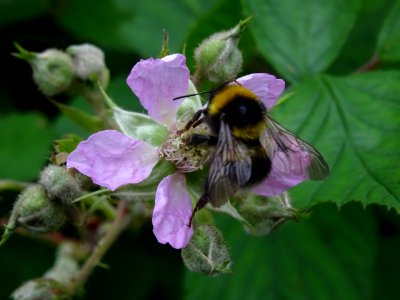 Un bourdon sur une fleur de la Ronce commune, Rubus frutic… photo