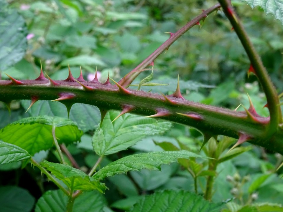 Tige avec piquant de la Ronce commune, Rubus fruticosus, R… 