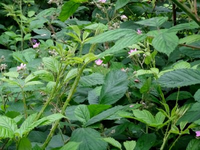 Ronce commune, Rubus fruticosus, Rosacées 