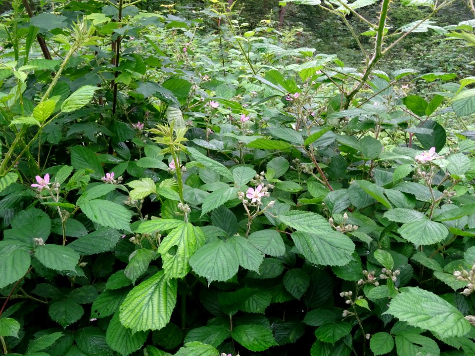 Ronce commune, Rubus fruticosus, Rosacées 
