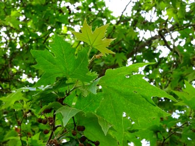 Feuilles du Platane d'Orient, Platanus orientalis, Platana… 