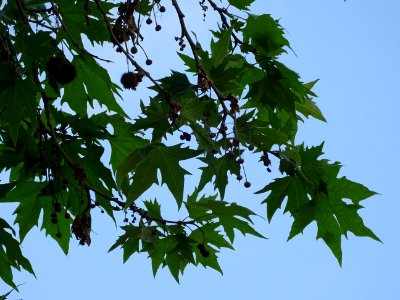 Feuilles et fruits du Platane d'Orient, Platanus orientali… 