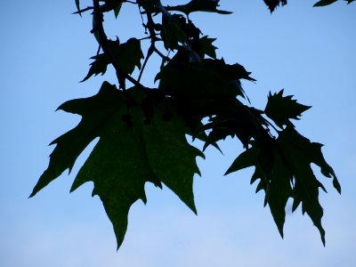 Feuilles du Platane d'Orient, Platanus orientalis, Platana… 
