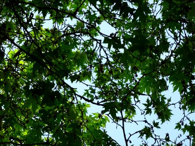 Feuilles du Platane d'Orient, Platanus orientalis, Platana… 