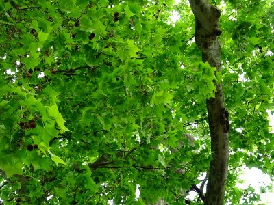 Feuilles et fruits du Platane commun, Platanus * acerifoli… 
