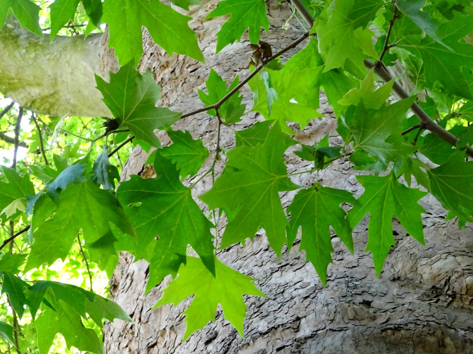Feuilles du Platane d'Orient, Platanus orientalis, Platana… 