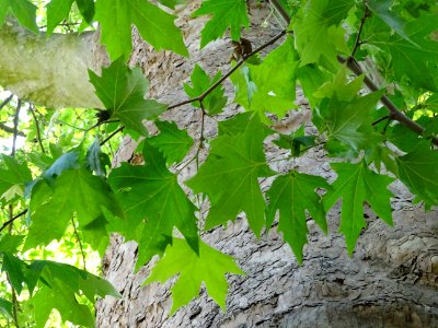 Feuilles du Platane d'Orient, Platanus orientalis, Platana… 