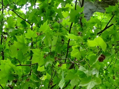 Feuilles du Platane commun, Platanus * acerifolia, Platana… 