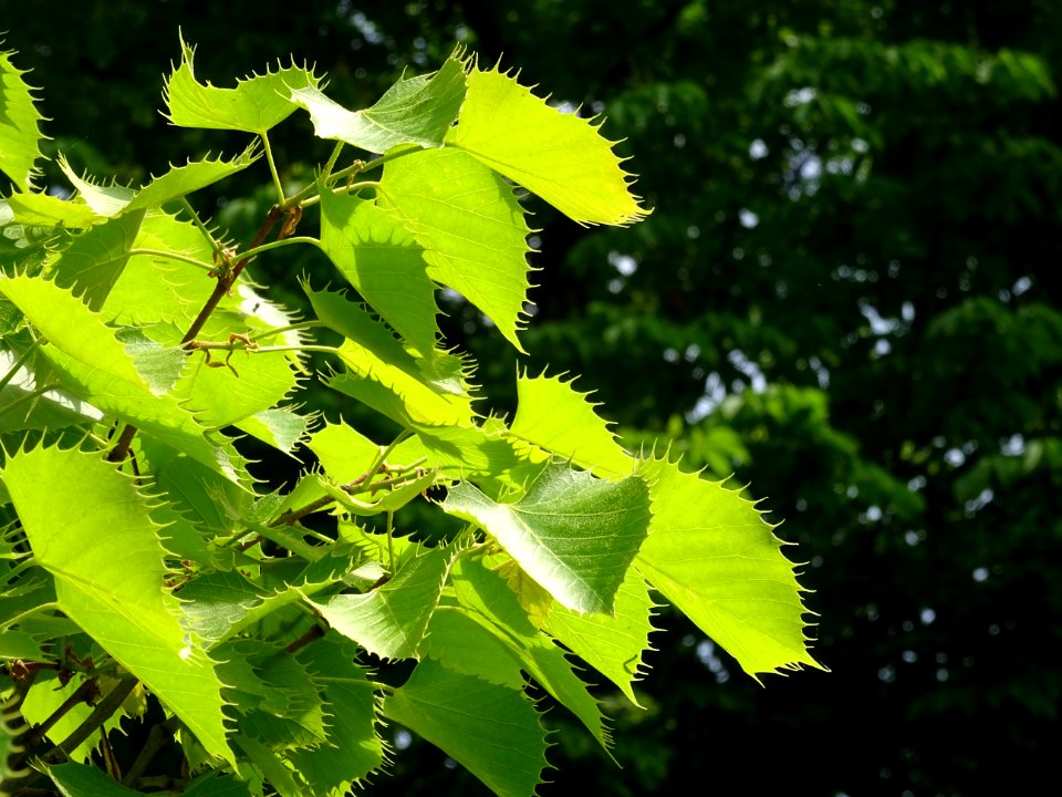 Feuilles du Tilleul de Henry, Tilia henryana, Tiliacées 
