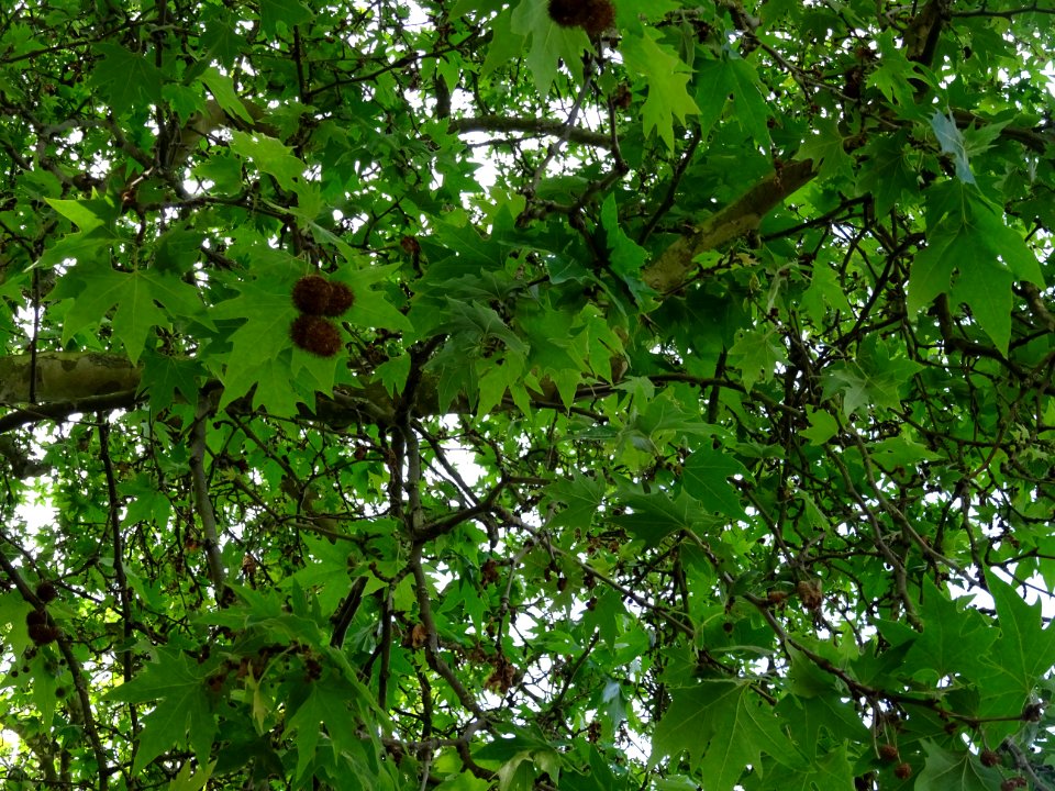 Feuilles du Platane d'Orient, Platanus orientalis, Platana… 