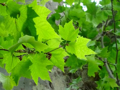 Feuilles du Platane commun, Platanus * acerifolia, Platana… 