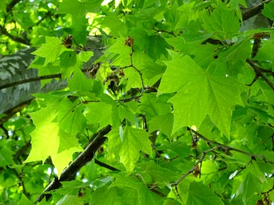 Feuilles du Platane commun, Platanus * acerifolia, Platana… 